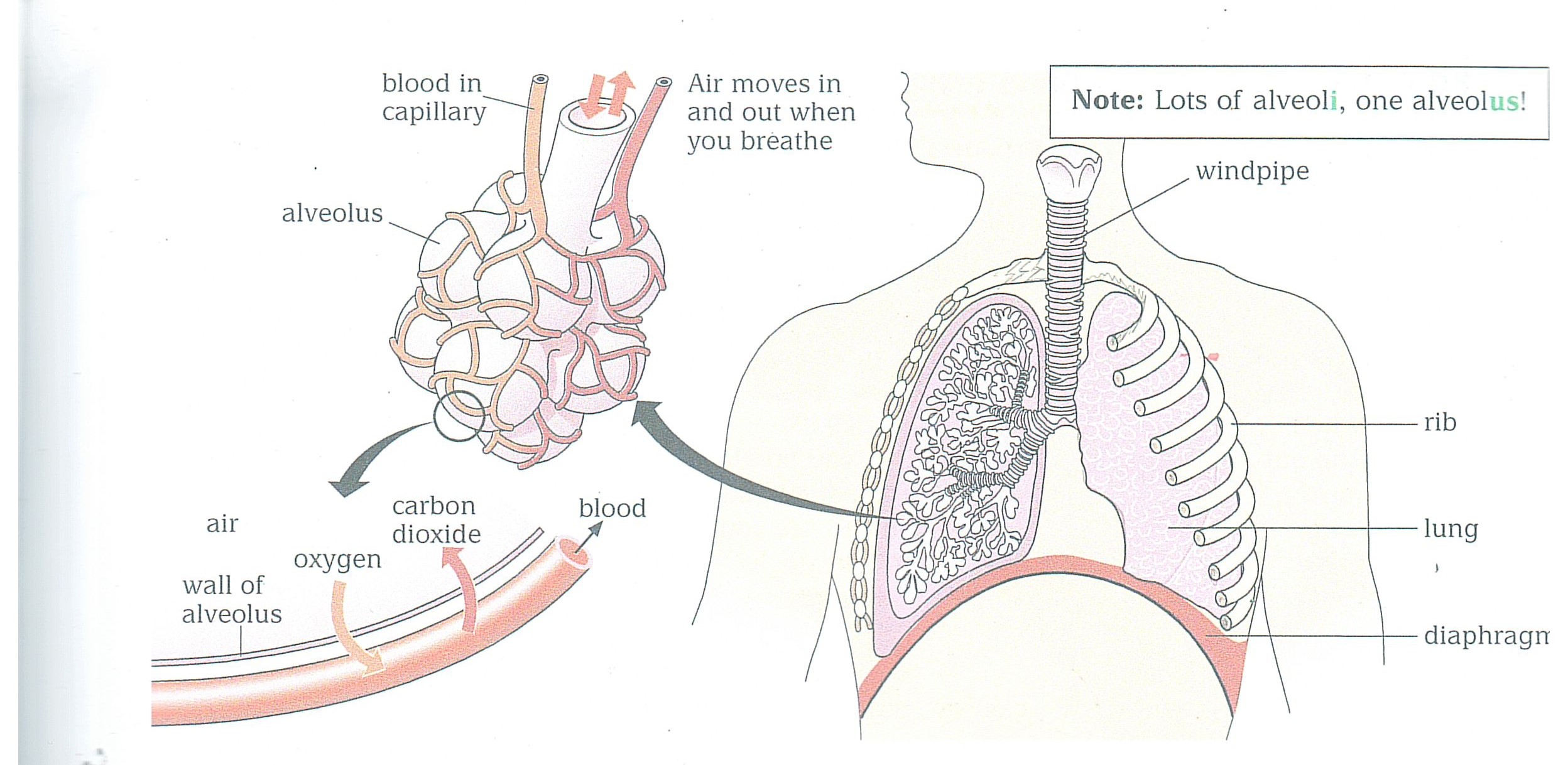 alveoli in lungs