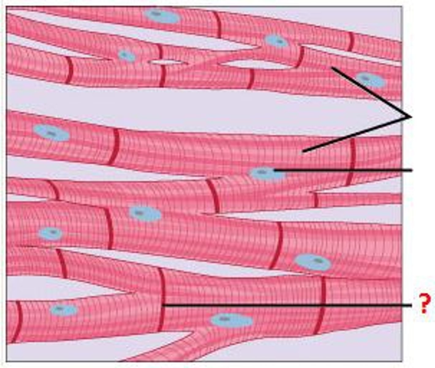 <p>Intercalated disks which are a latticework of channels that allow the cells to function as a single unit (syncytium)</p>