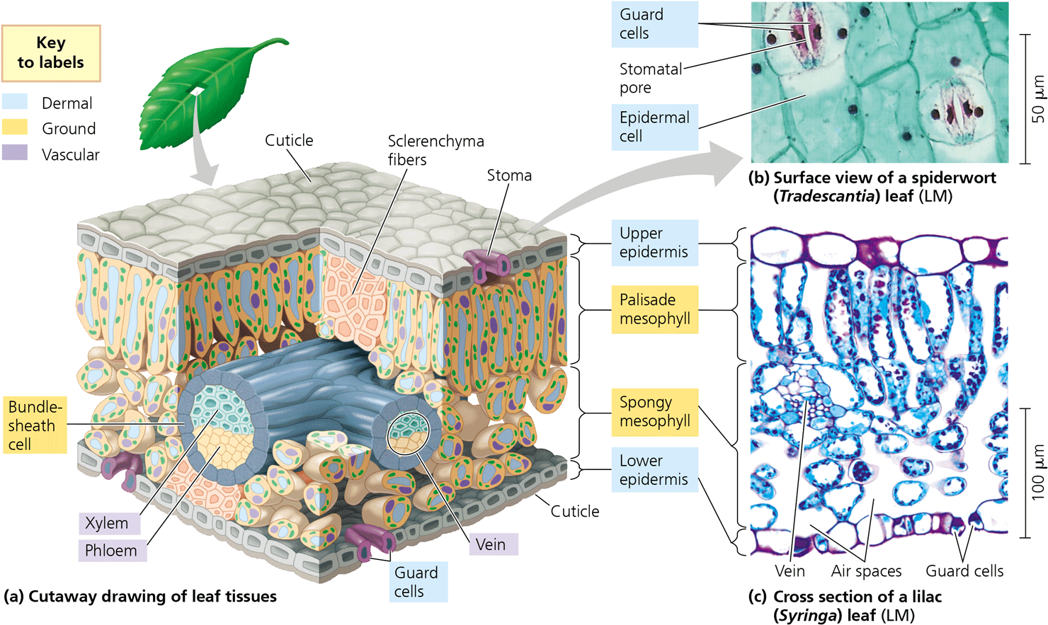 <p>Describe the leaf and how it’s structure facilitates Photosynthesis. (35.18) GOOD ESSAY!</p>