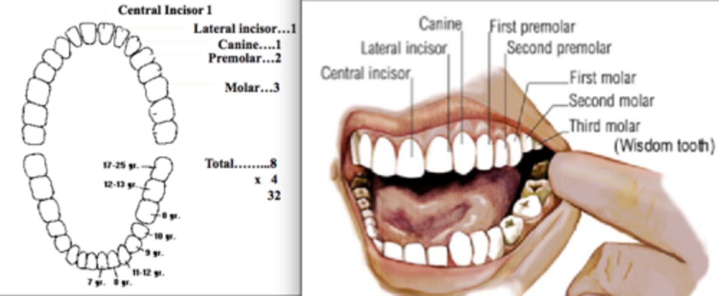 <p>32; 8 incisors, 4 cuspids (canines), 8 premolars, 12 molars (3rd pair are wisdom teeth)</p>
