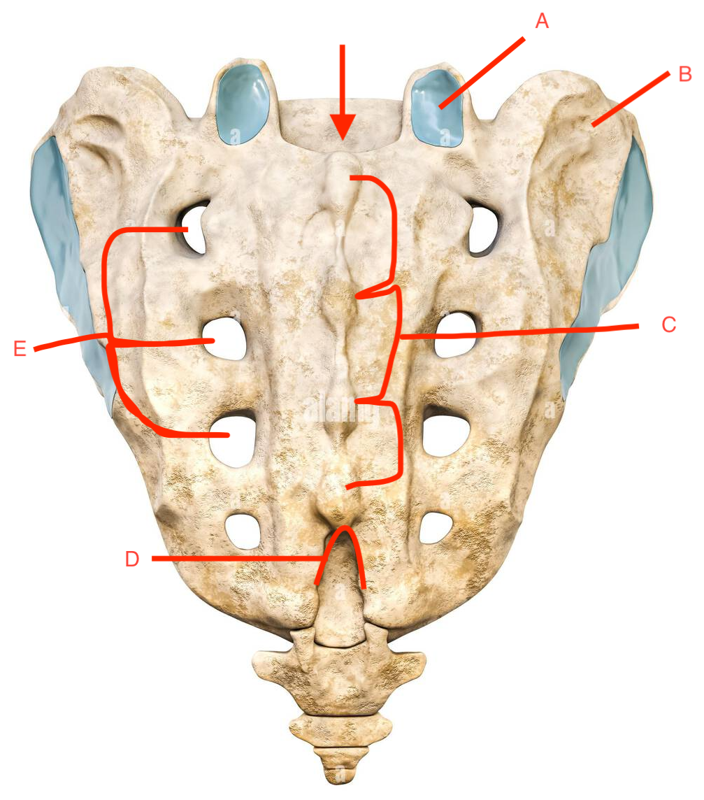 <p>B?</p>
