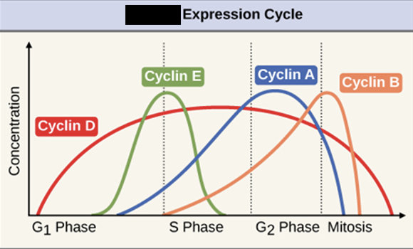 <ul><li><p>levels of these proteins fluctuate predictably</p></li><li><p>internal &amp; external signals can trigger increases</p></li></ul><p></p>