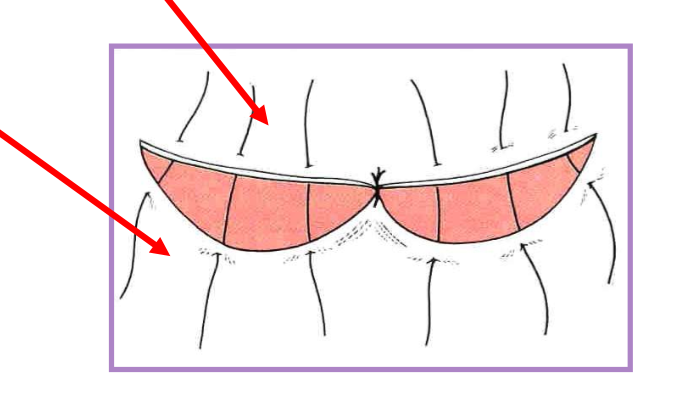 <ul><li><p>one side is longer than the other </p></li><li><p>close beginning at the midpoint </p></li><li><p>each remaining segment closed by dividing segments in half </p></li><li><p>place sutures on concave side closer, further on convex side </p></li></ul><p></p>