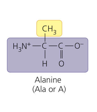 <p>Alanine</p>
