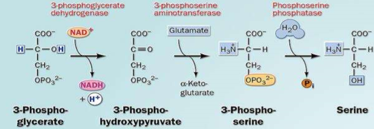 3 phosphoglycerate + NADPH + glutamate