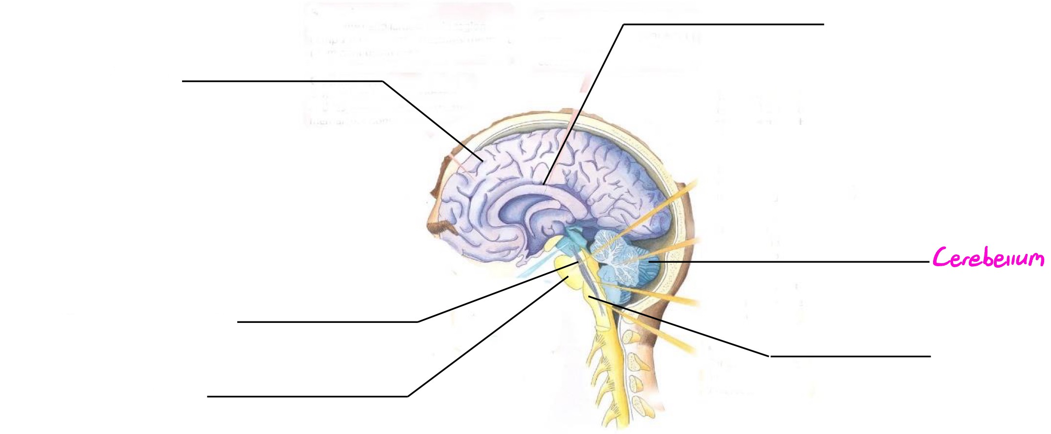 <p>Part of hindbrain; coordinates movement, balance, posture</p>