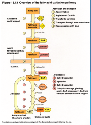 <p>occurs in the mitochondria once per two carbons, which go to produce Acetyl CoA through beta oxidation</p><p>-also releases electrons for the ETC</p><p>-carnitine acts as a carrier across the mitochondrial membrane</p>