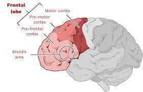 <p>Frontal Lobe</p>