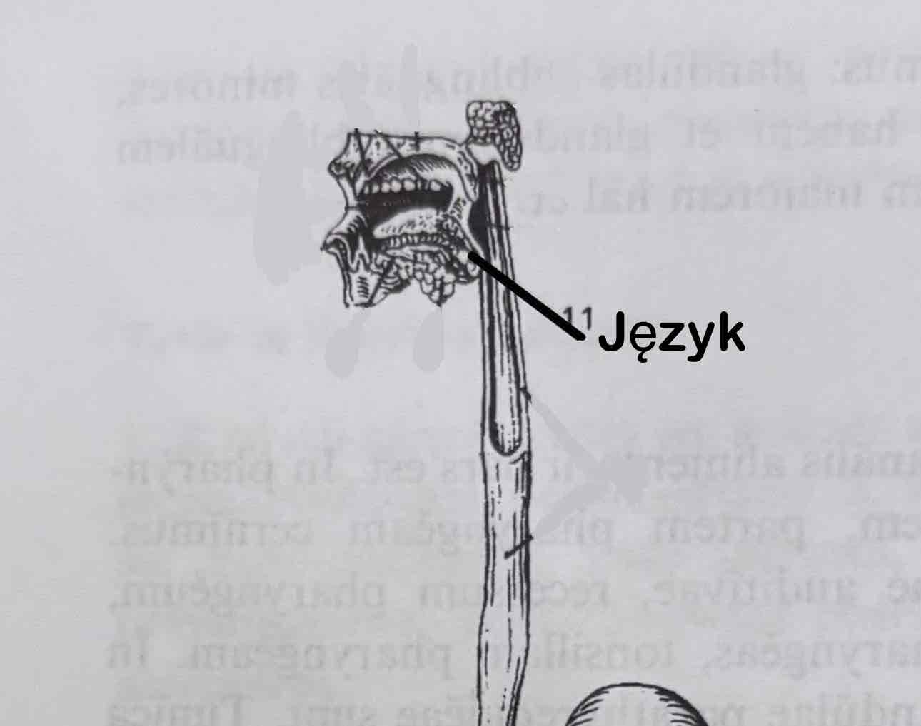<p>Język</p>