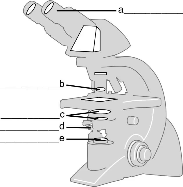 <p>DRAW IT Label the parts of the compound light microscope in the following figure, and then draw the path of light from the illuminator to your eye.</p><p>E</p>