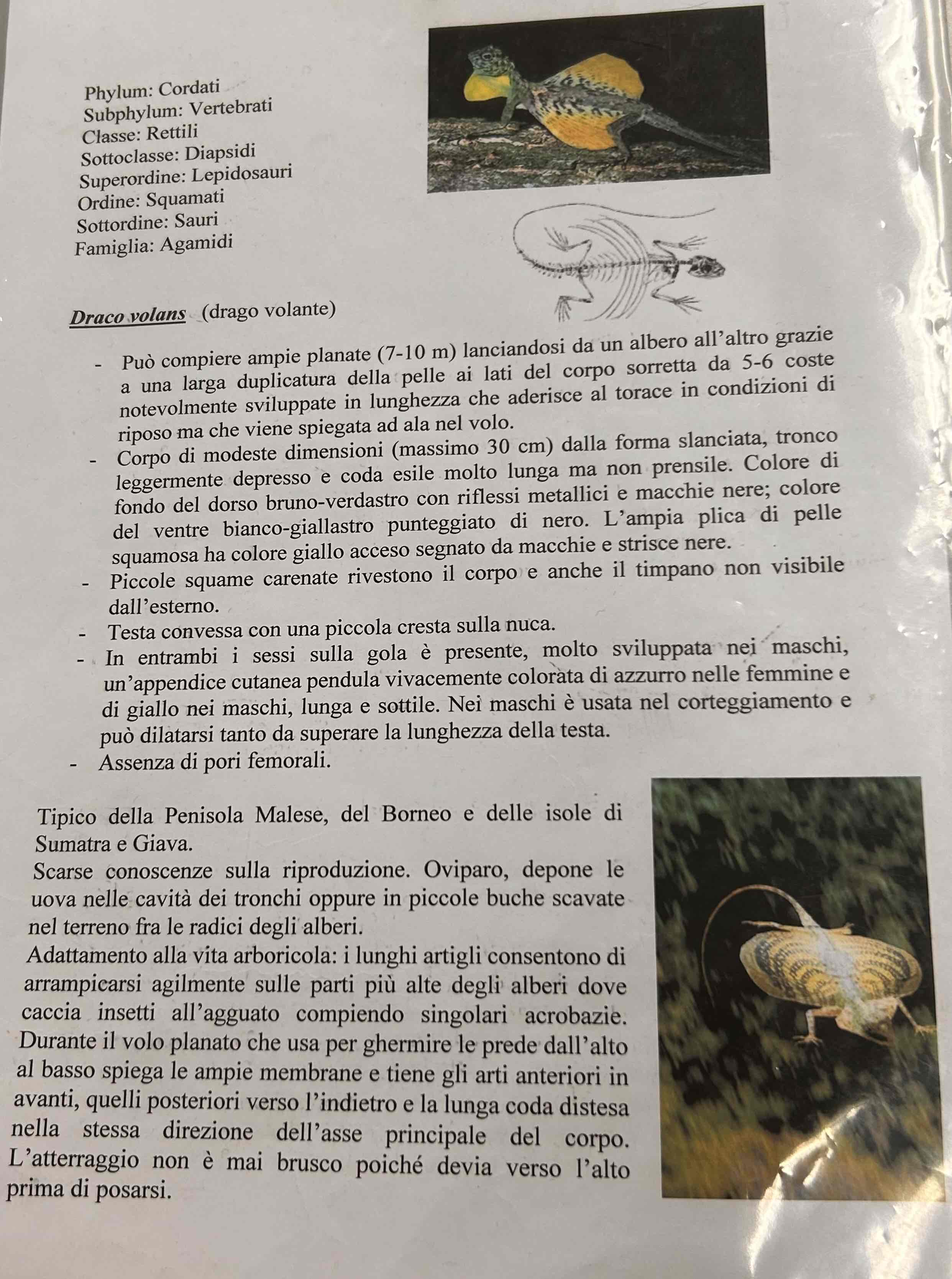 <p>Cordati</p><p style="text-align: start">Vertebrati</p><p style="text-align: start">Gnatostomi</p><p style="text-align: start">Tetrapodi</p><p style="text-align: start">Rettili</p><p style="text-align: start">Lepidosauria</p><p style="text-align: start">Squamati</p><p style="text-align: start">(Sauri)</p><p style="text-align: start">Draco volans [drago volante]</p>