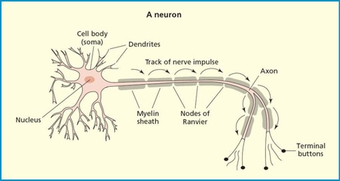 <p>Dendrites receive signals; axons transmit signals.</p>