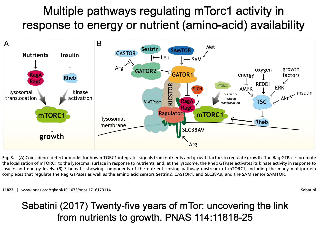 <p>There are multiple pathways in regulating activity in response to energy or aa availability:</p><ol><li><p>Nutrients→ RagA/C (GTPases)→ lysosomal translocation→ mTORC1→ growth</p></li><li><p>Insulin→ Rheb→ kinase activation→ mTORC1→ growth</p></li></ol><p></p><p>Amino acid detection</p><ul><li><p>Converge on rag</p></li><li><p>different sensors for different aa</p></li></ul><p>Ultimately sensing nutrients on the <strong>surface</strong> of the lysosome</p>