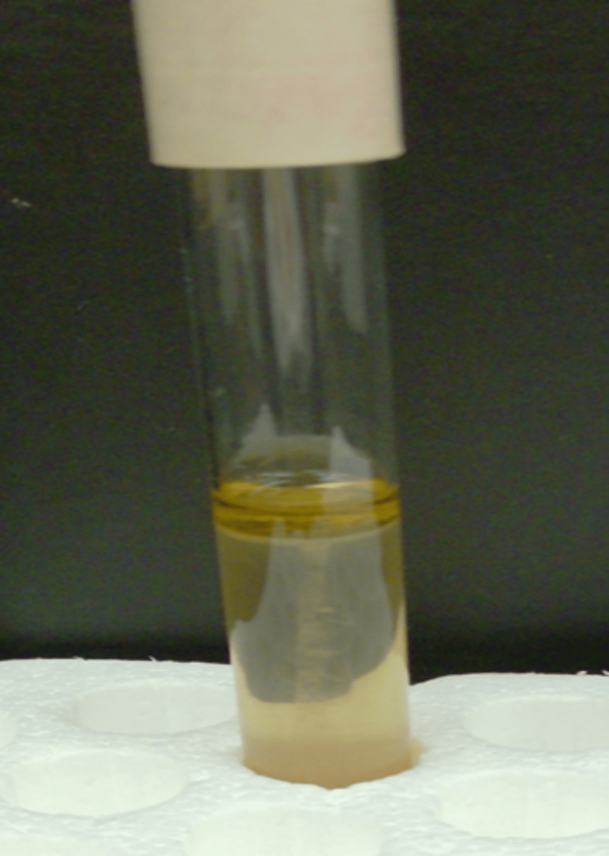 <p>yellow/green layer formed on top</p>