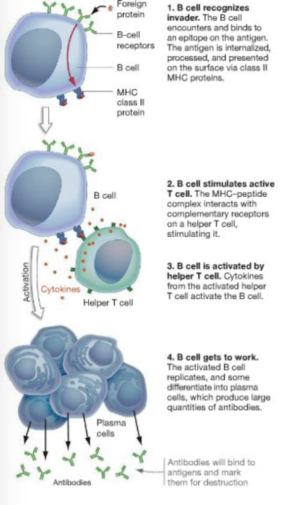 <ul><li><p>ONE TYPE OF B-CELL (OUT OF 10^14 TYPES) RECOGNIZES ANTIGEN—&gt;THAT ONE TYPE OF B-CELL OUT OF 2×10^14 TYPES IS ACTIVATED</p><p></p><p>1) BINDS ANTIGEN TO ACTIVATE, INTERNALIZES ANTIGEN, COMBINES WITH MHC PEPTIDE AND PRESENTED ON SURFACE OF MEMBRANE (GETS HELPER T-CELLS INVOLVED)</p><p></p><p>2) ONCE ACTIVATED, UNDERGOES CLONAL EXPANSION (REPLICATIONS, INC. MITOSIS) COUPLED WITH SOMATIC HYPERMUTATION IN VARIABLE REGION (UP TO ONE MILLION GREATER MUTATION RATE) LEADING TO “AFFINITY MATURATION”, BETTER BINDING TO ANTIGEN</p><p></p><p>3) MORE B-CELLS TO FIGHT PATHOGEN; MORE FINELY TUNED ANTIBODIES (BETTER RECOGNITION OF ANTIGENS ON PATHOGENS)</p></li></ul><p></p>