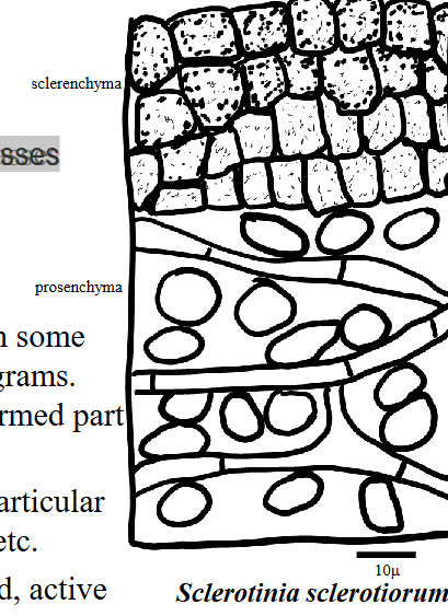 <p><span>rounded, flattened or elongated masses</span></p>