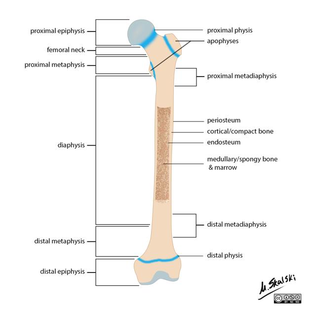 <p>Cellular layer contains cytes, clasts and blast.</p><p>Covering trabeculae and lines inner shafts of bones</p>