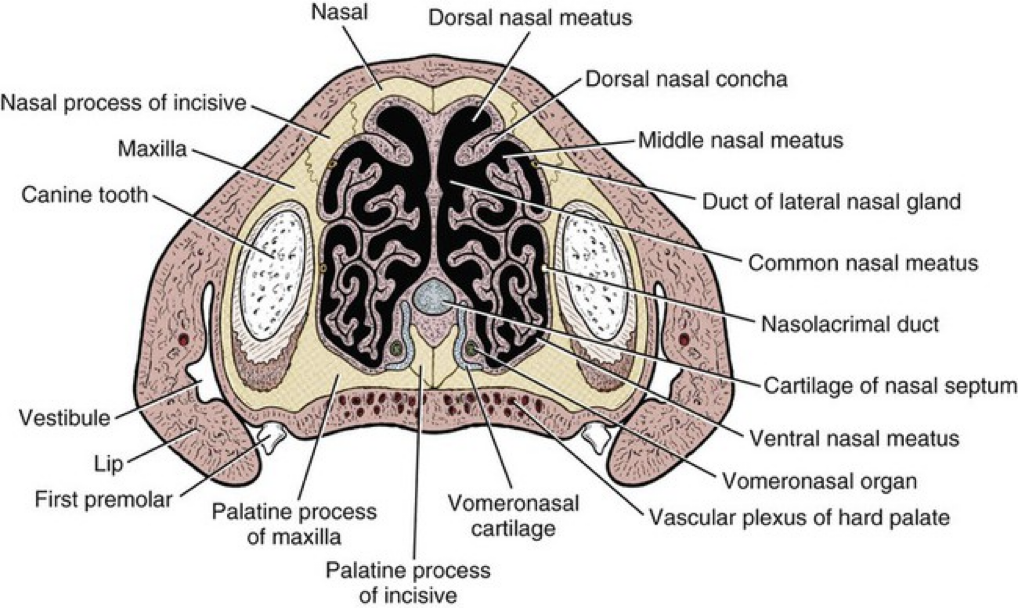 <p>1) Dorsal nasal meatus</p><p>2) Middle nasal meatus</p><p>3) Common nasal meatus </p><p>4) Ventral nasal meatus </p>