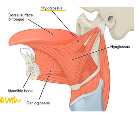 N →

Hypoglossal Nerve (CN XII)

\
A →

Draws tongue upward and backward 

Pulls tongue back into mouth