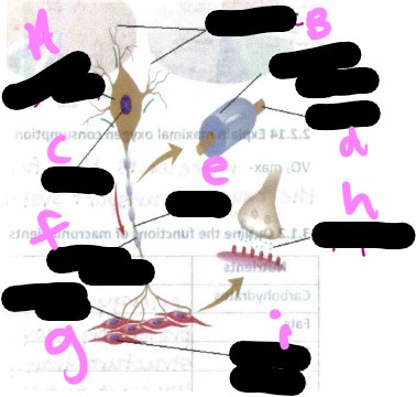 <p>Motor unit- what is b?</p>