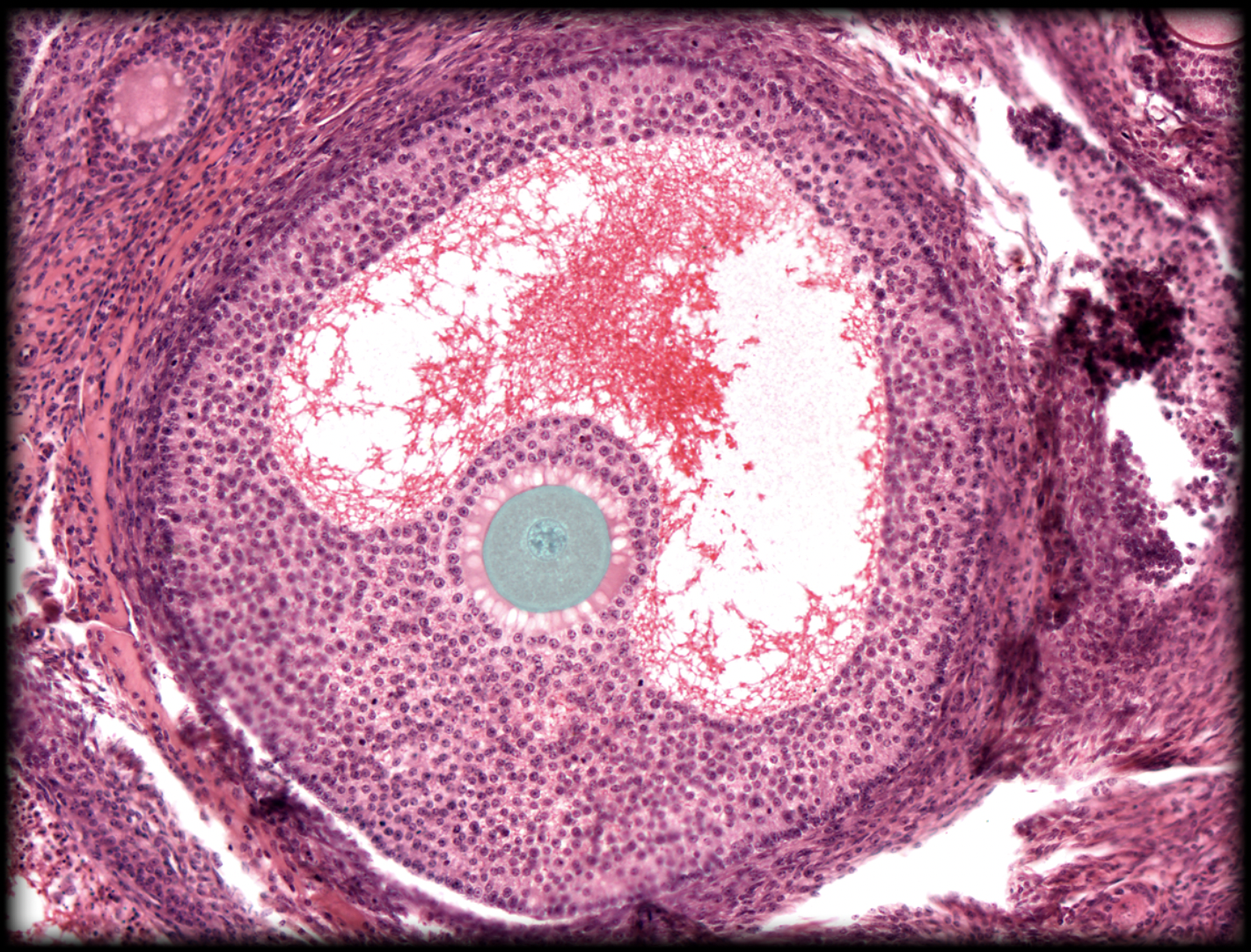 <p>What structure is shown?</p>