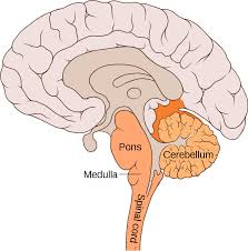 <p>connects the brainstem to the forebrain. It is located just above the Medulla Oblongata.  Helps regulate body movement, attention, and alertness</p>