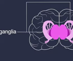 <p>plays a role in the vigor of movement and learned skills and habits </p>