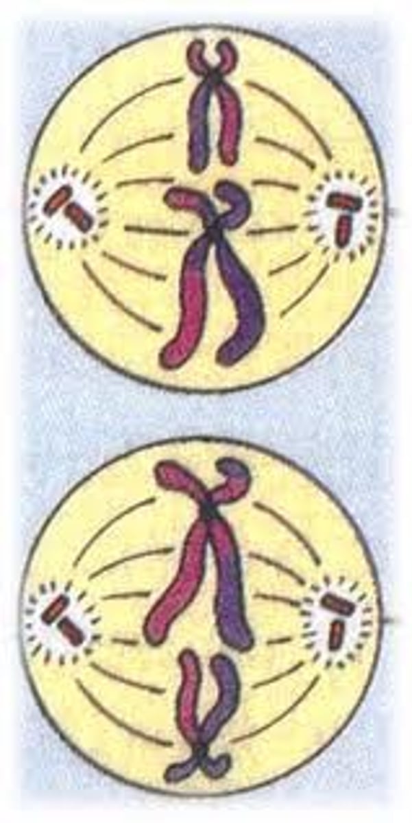 <p>chromosomes line up on the spindle fibres at the equator of the cell<br><br>the centromere divide so that each chromatid is now a separate chromosome.</p>