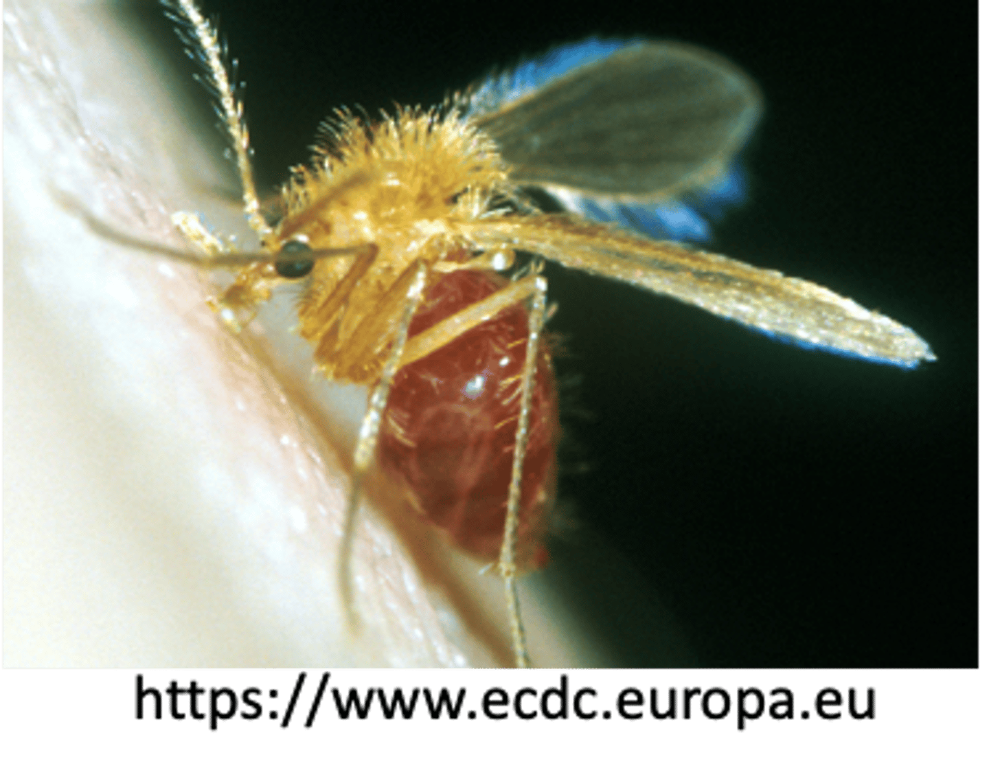 <p>What parasite is vectored by this species?</p>