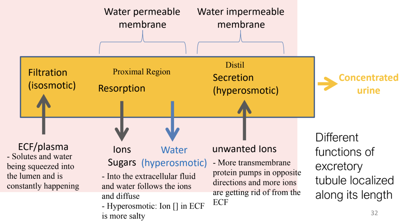 <ul><li><p>Filtration (isoosmotic): ECF/plasma enter excretory tubule</p></li><li><p>Reabsorption (hyperosmotic): Occurs in proximal region of excretory tubule which contains water permeable membrane, and ions, sugars, and water leave excretory tubule</p></li><li><p>Secretion (hyperosmotic): Occurs in distal region of excretory tubule which contains water impermeable membrane, and unwanted ions enter excretory tubule</p></li></ul><p></p>