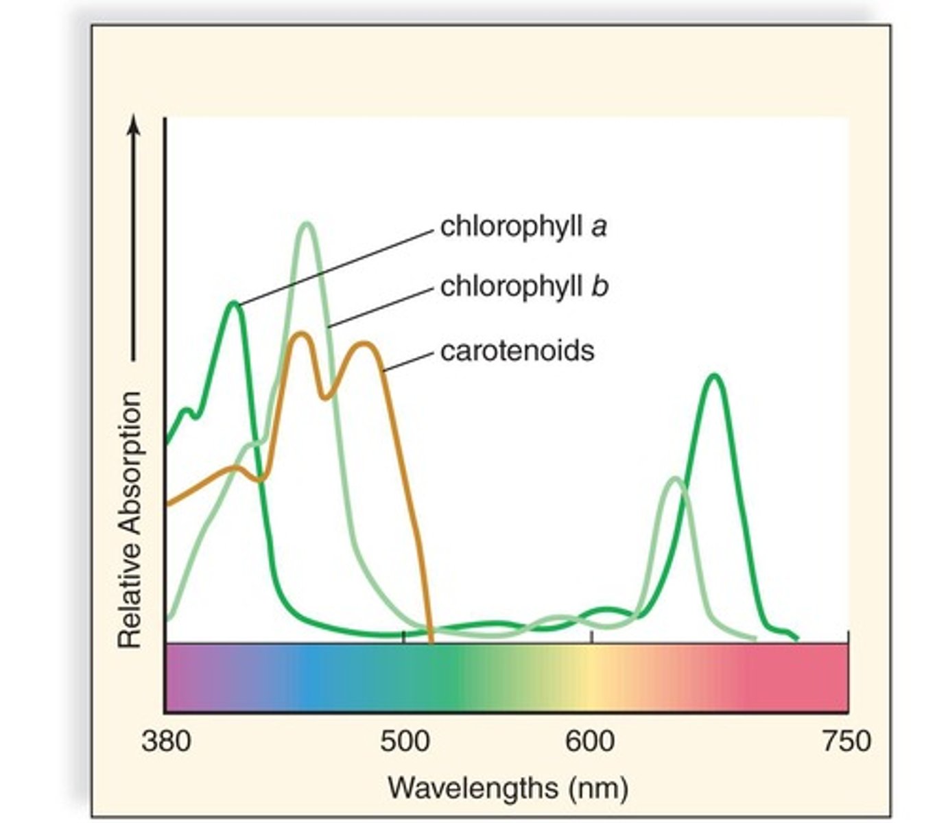 <p>Chlorophyll absorbs light in the blue and red regions of the visible spectrum.</p>