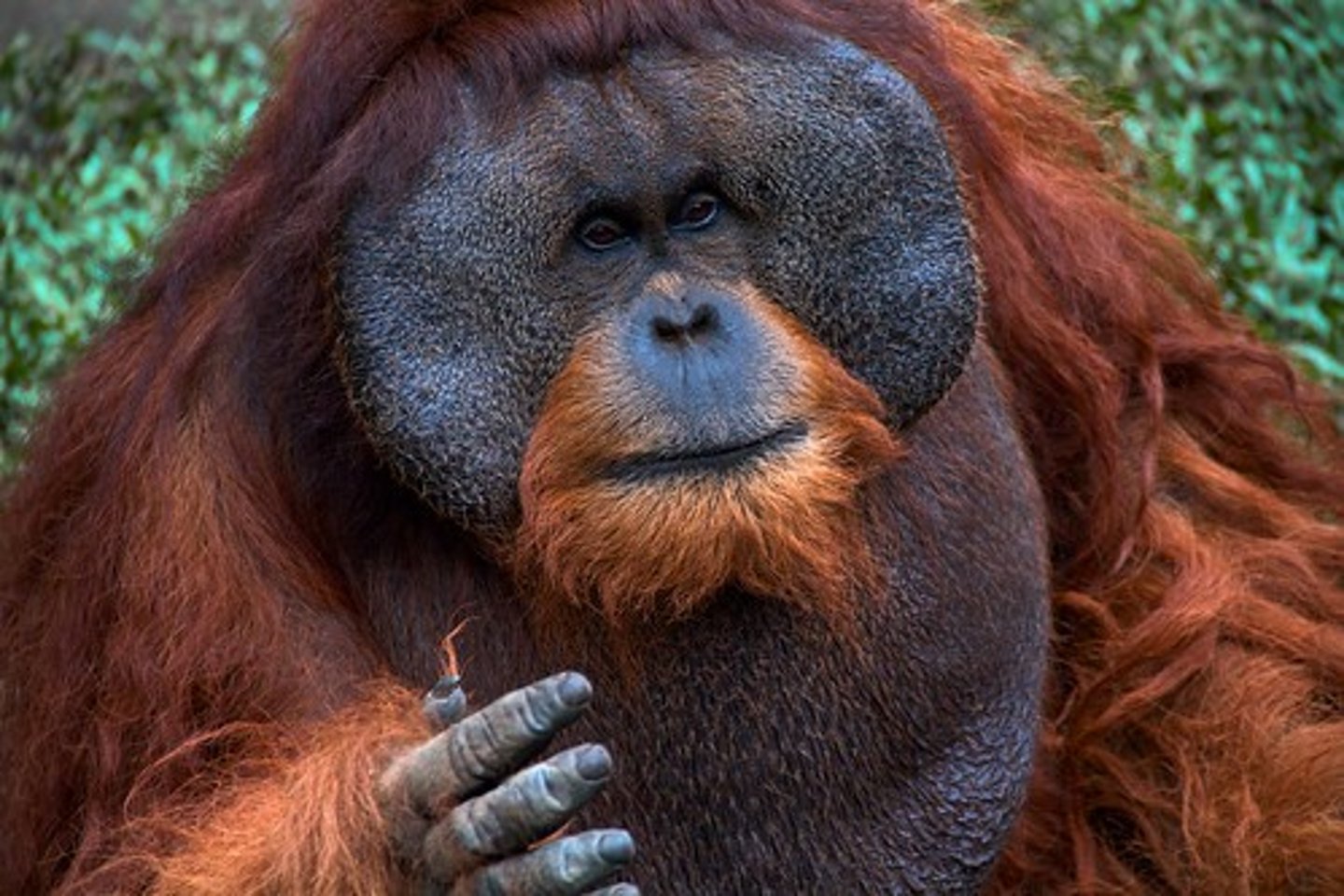 <p>-orangutans <br>-Only in Southeast Asia <br>-most solitary <br>-high sexual dimorphism<br>-feed primarily on fruit</p>
