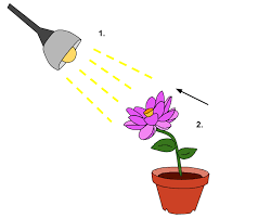 <p>Growth of a plant in response to light (eg: growth of plant leaves and stems to angle toward the light)</p>
