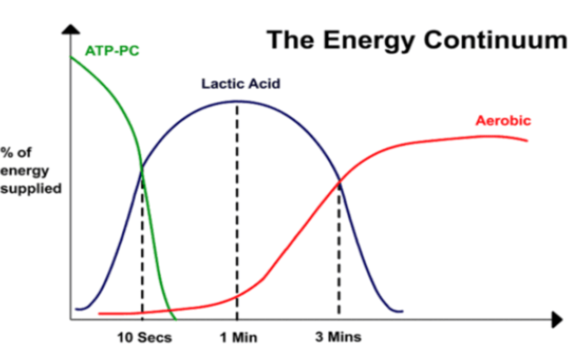 <p>in relation to the <strong>intensity, duration and type </strong>of activity - fuel source used for ATP production is based on <strong>duration and intensity.</strong></p><p><u>Interplay @ rest:</u></p><ul><li><p>energy required @ rest = aerobic energy system</p></li><li><p>fats = 2/3 carbs (CHO) = 1/3</p></li></ul><p><u>interplay during exercise:</u></p><ul><li><p>at the start of exercise, all 3 energy systems contribute simultaneously.</p><ul><li><p>0-5s = ATP-CP, 5-30s = lactic acid, 30+ = aerobic</p></li></ul></li><li><p>aerobic energy system remains dominant unless increase in intensity.</p></li><li><p>fats = 1/3 carbs (CHO) = 2/3 </p></li></ul>