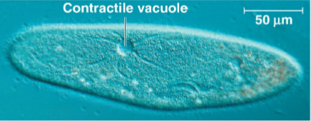 <p>Osmoregulation</p>