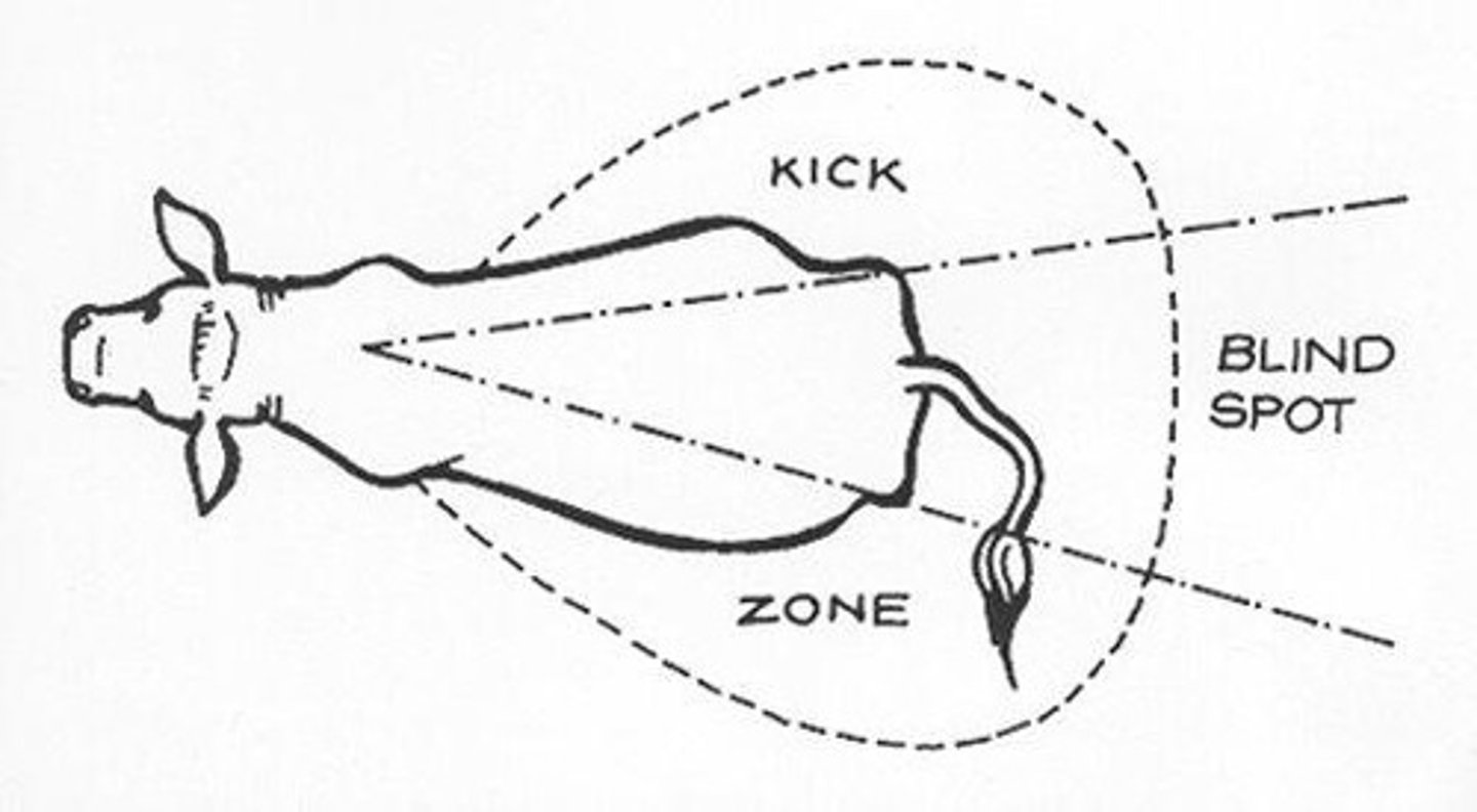 <p>Area behind grazing animals not visible to them.</p>