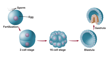 
1. zygote undergoes mitosis and a series of cell divisions to form new cells
2. blastula forms as the cells continue to divide
3. gastrula forms