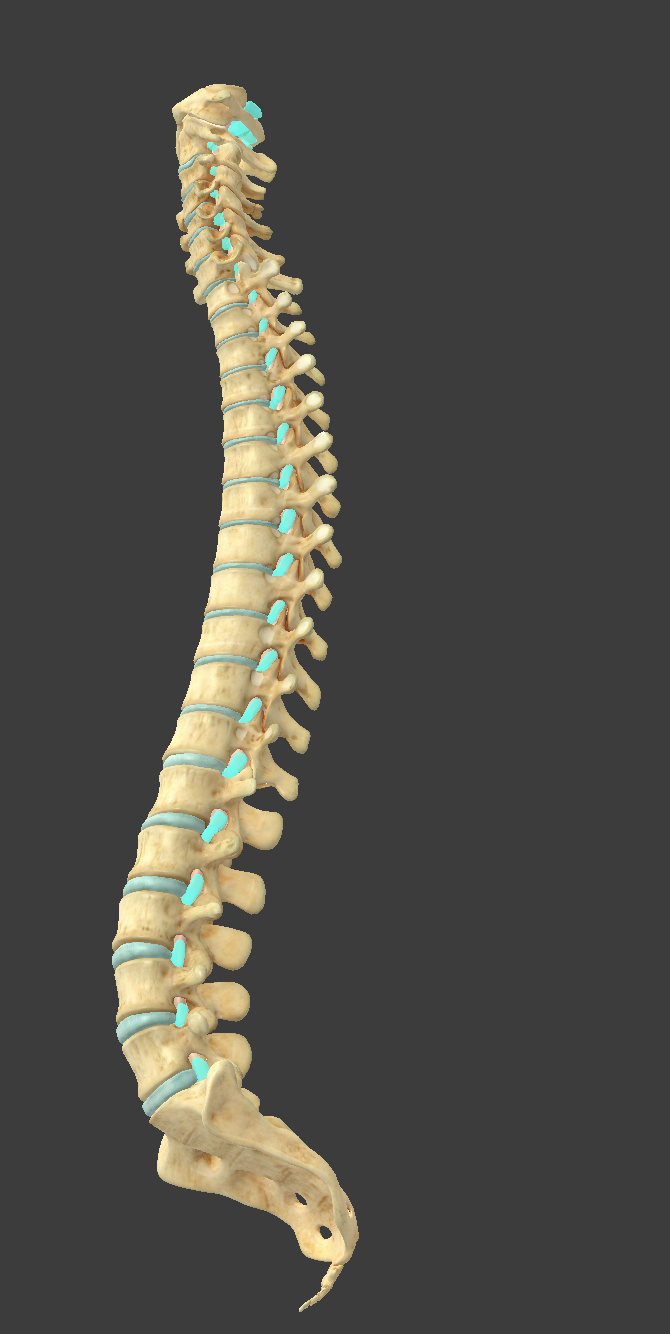 <p>what component of vertebrae is this?</p>