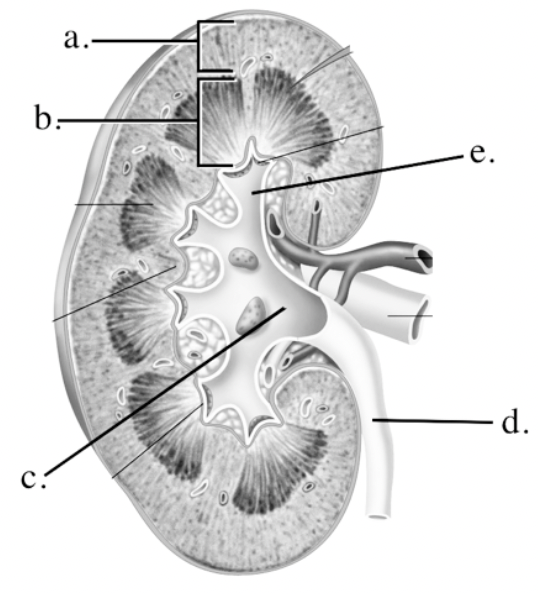 Identify the different parts of the kidney