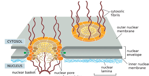 <p>forms a gate through which selected macromolecules and larger complexes enter or exit the nucleus</p>
