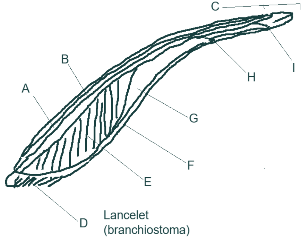 <p>Label the diagram. </p>