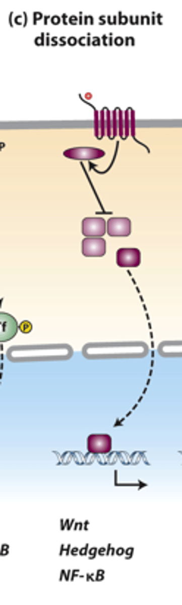 <p>protein subunit dissociation pathways: several signaling pathways cause _______________ of a multiprotein complex in the cytosol, which releases a transcription factor that translocates into the nucleus</p>