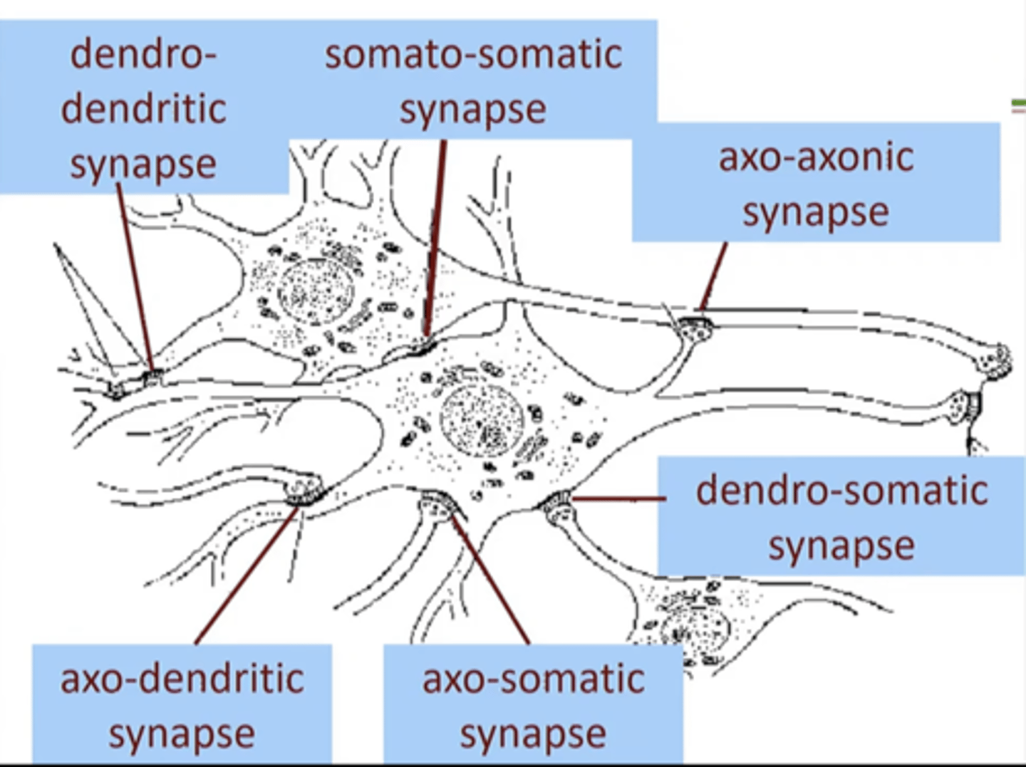 <p>dendro-somatic</p>