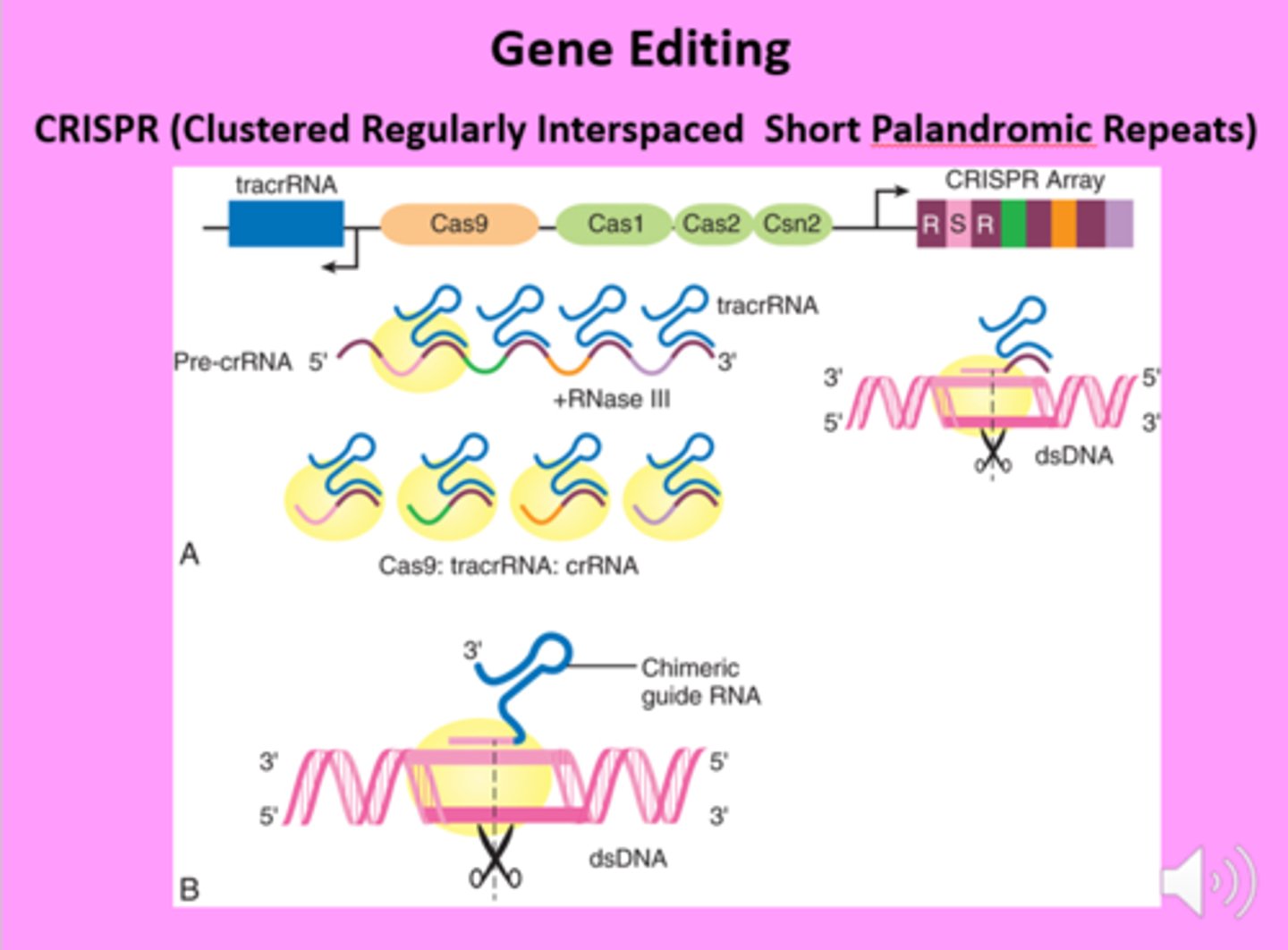 <p>CRISPR and Base Editors</p><p>3 multiple choice options</p>