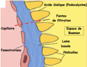 <ul><li><p class="">Une couche&nbsp;<strong>chargée négativement</strong>&nbsp;contenant de&nbsp;<strong>l'acide sialique</strong>&nbsp;(podocalyxine).</p></li></ul><p></p>