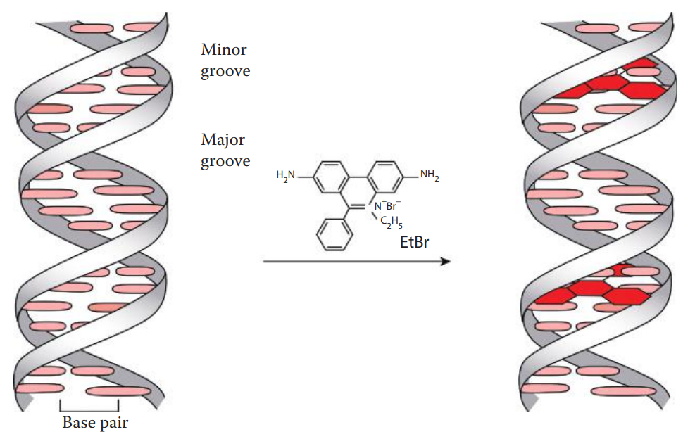 Schematic illustration showing binding of an intercalating agent, ethidium bromide (EtBr) to DNA. It intercalates into the minor groove of DNA.