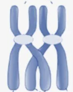 <p>A homologous pair of synapsed chromosomes consisting of 4 chromatids</p>