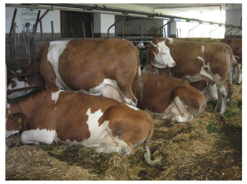 <p>Housing system for dairy cows that has little possibility for exercise.</p><ul><li><p>Tied cows have little freedom of movement.</p></li><li><p>The feed is provided to them in a manger which is in front of the stall.</p></li><li><p>The laying area is approximately <strong>5-15 cm</strong> raised above the stall floor.</p></li><li><p>A drinker is available in the front of the stall.</p></li><li><p>Behind the cows is a dung plate or a swallow channel for collecting the feces and urine.</p></li><li><p>Next to that is the service passage used by the stockman for milking the cows (if it is still done on the stand).</p></li><li><p>The service passage is also used for cow observations and hygiene control.</p></li></ul><p></p>