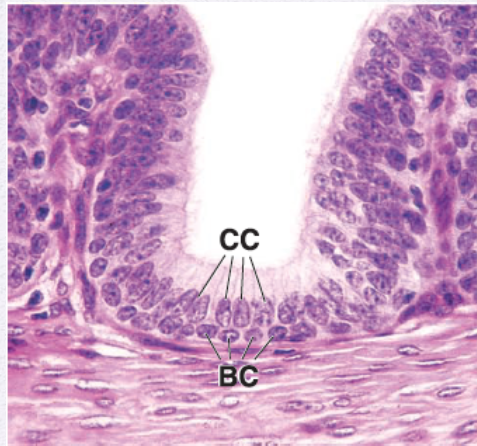 <p>Identify the Epithelium</p>