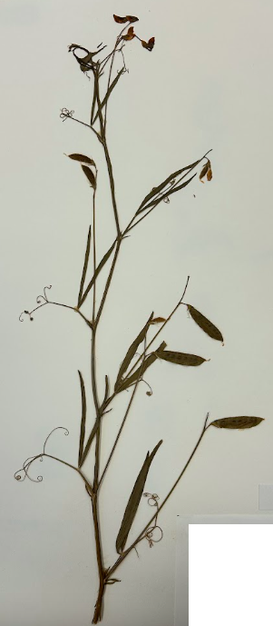 <p>Family + Genus</p>